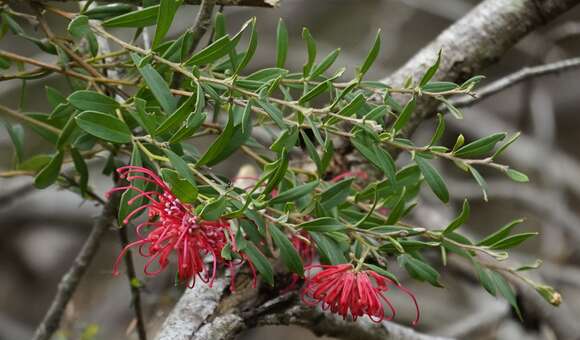 Image of Grevillea speciosa (Knight) Mc Gill.