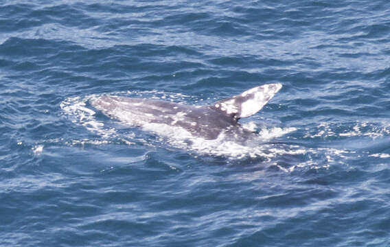 Image of gray whales
