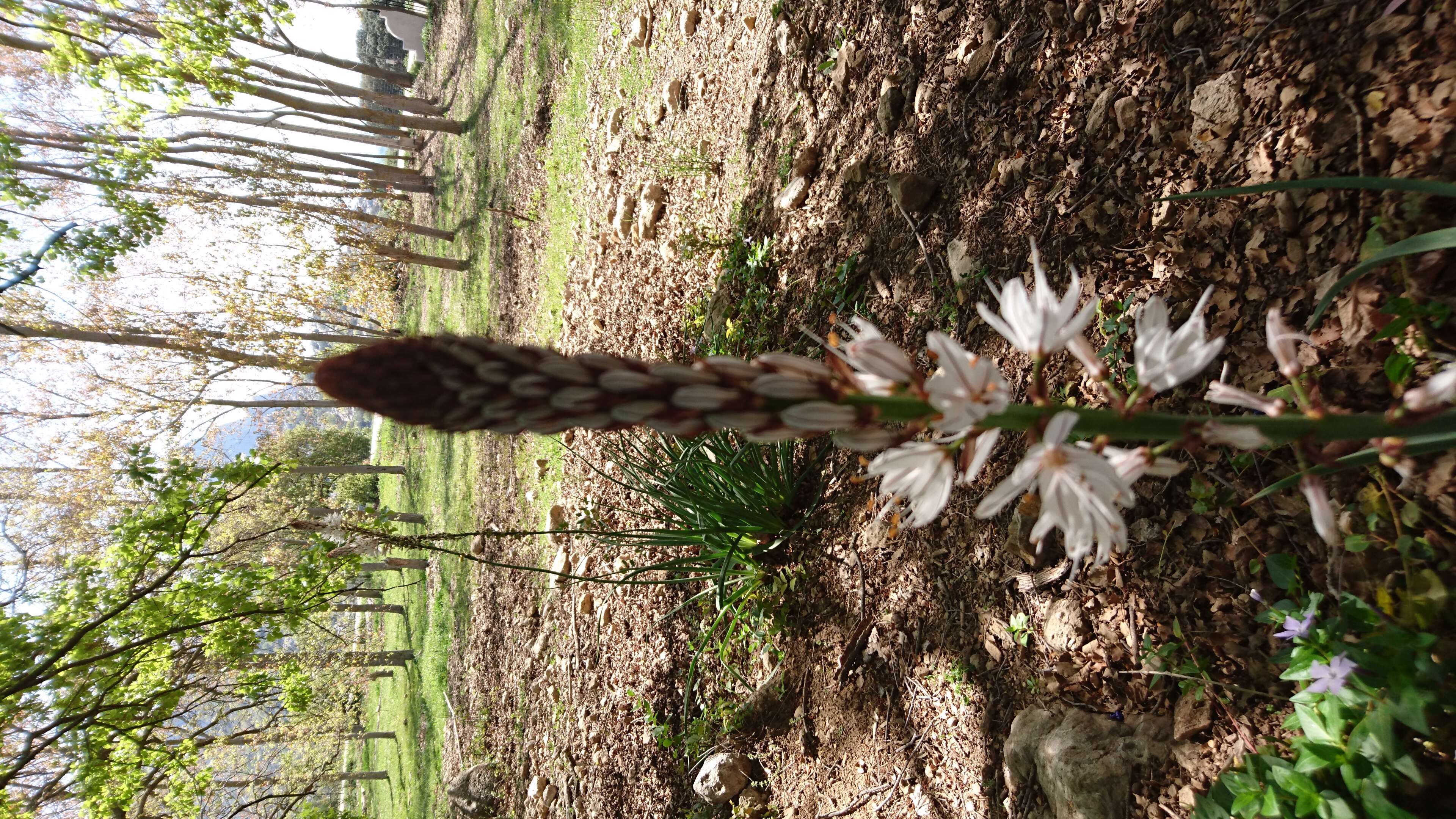 Image of White asphodel