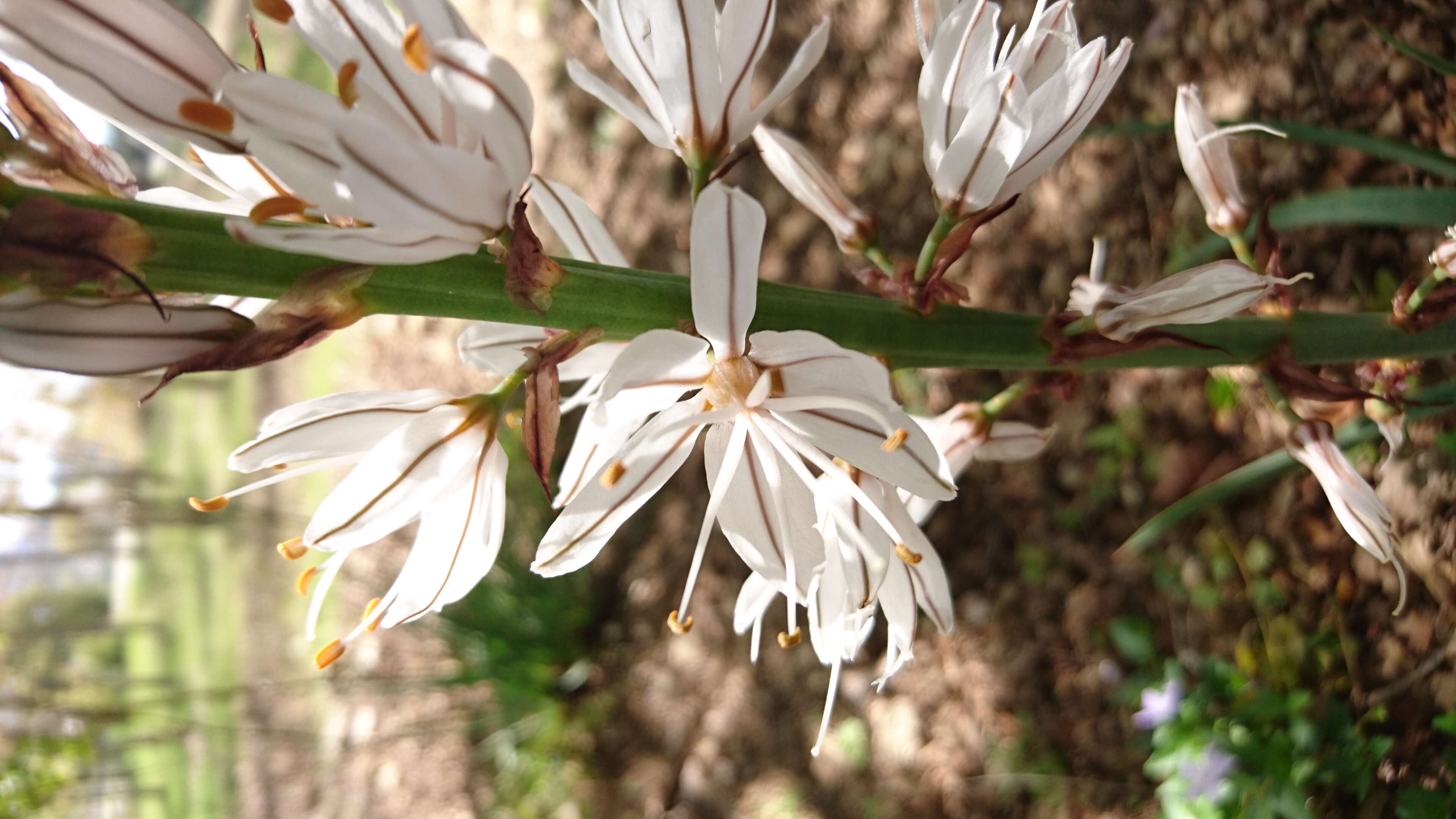 Image of White asphodel