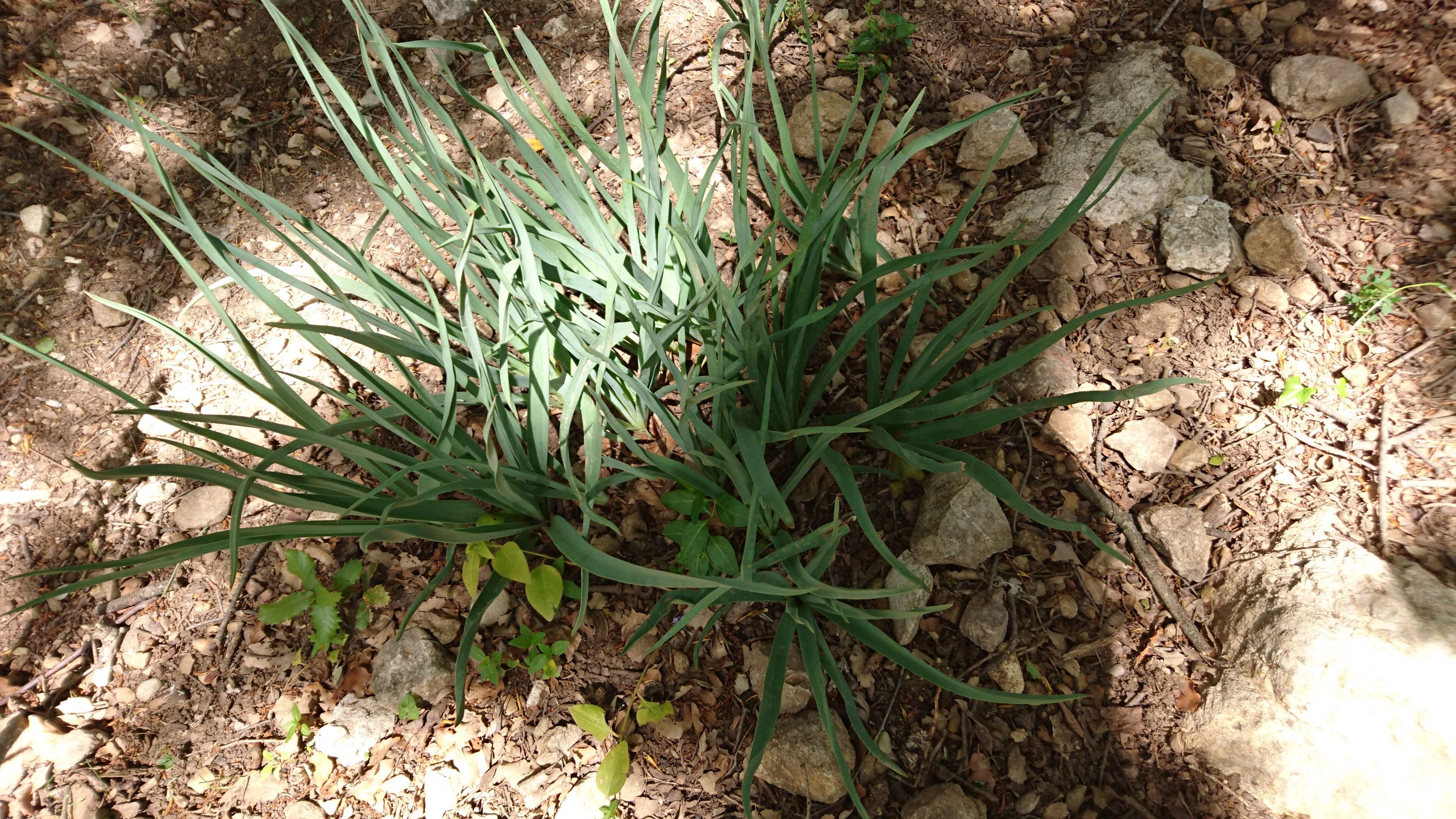 Image of White asphodel