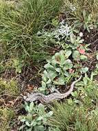 Image of Mount Lyell Salamander