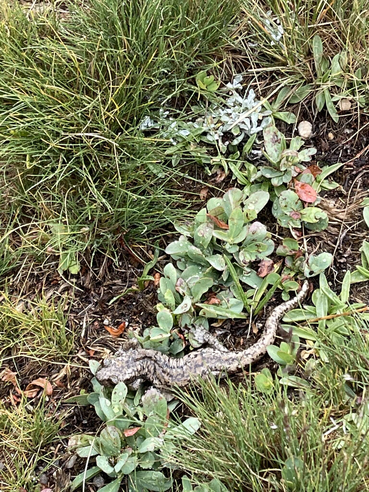 Image of Mount Lyell Salamander