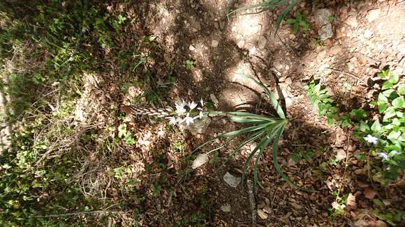 Image of White asphodel