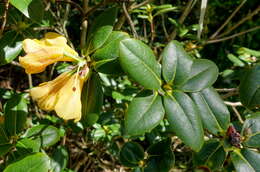 Image of Cinnabar-flowered Rhododendron