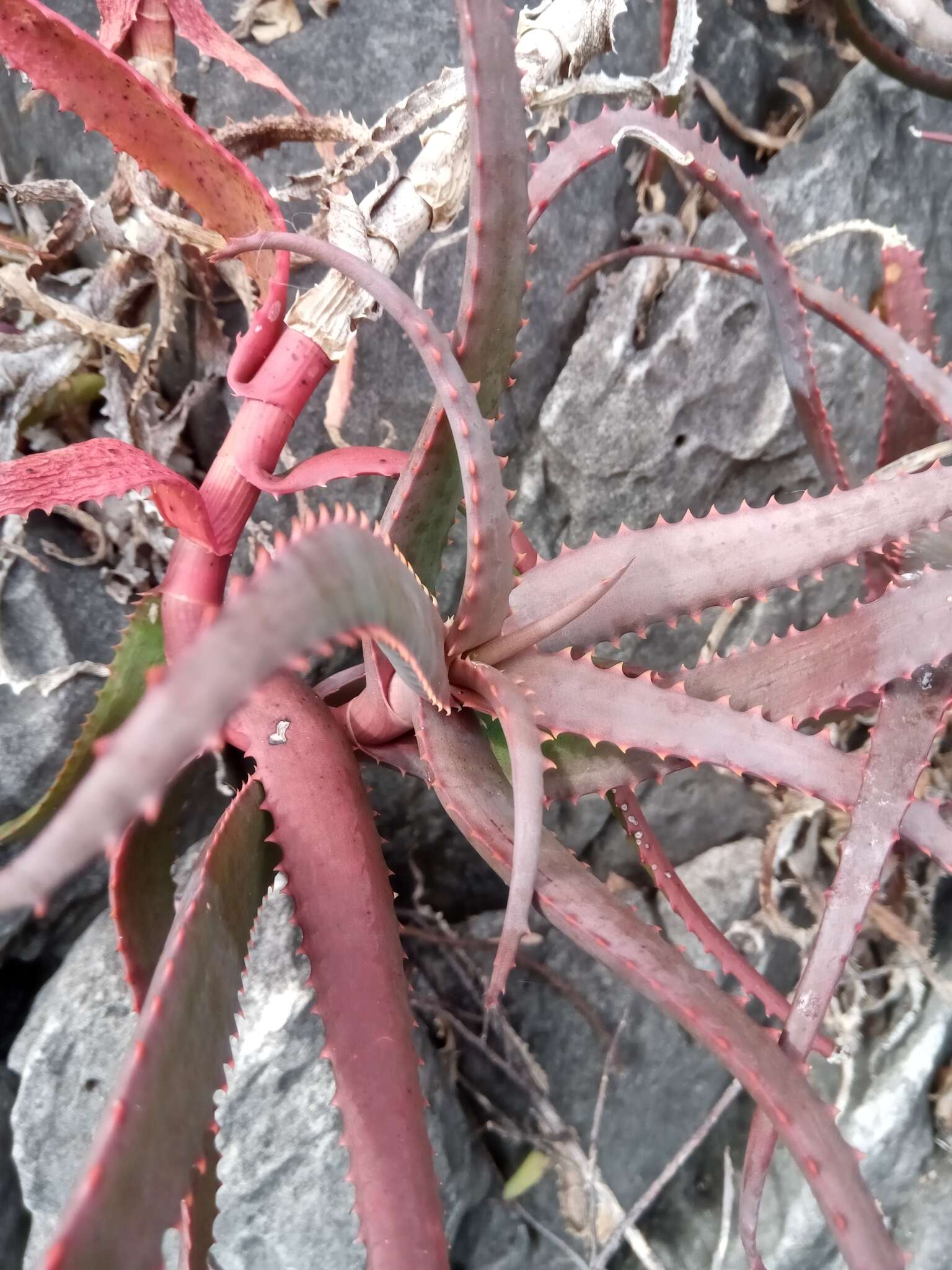 Image of Aloe cyrtophylla Lavranos