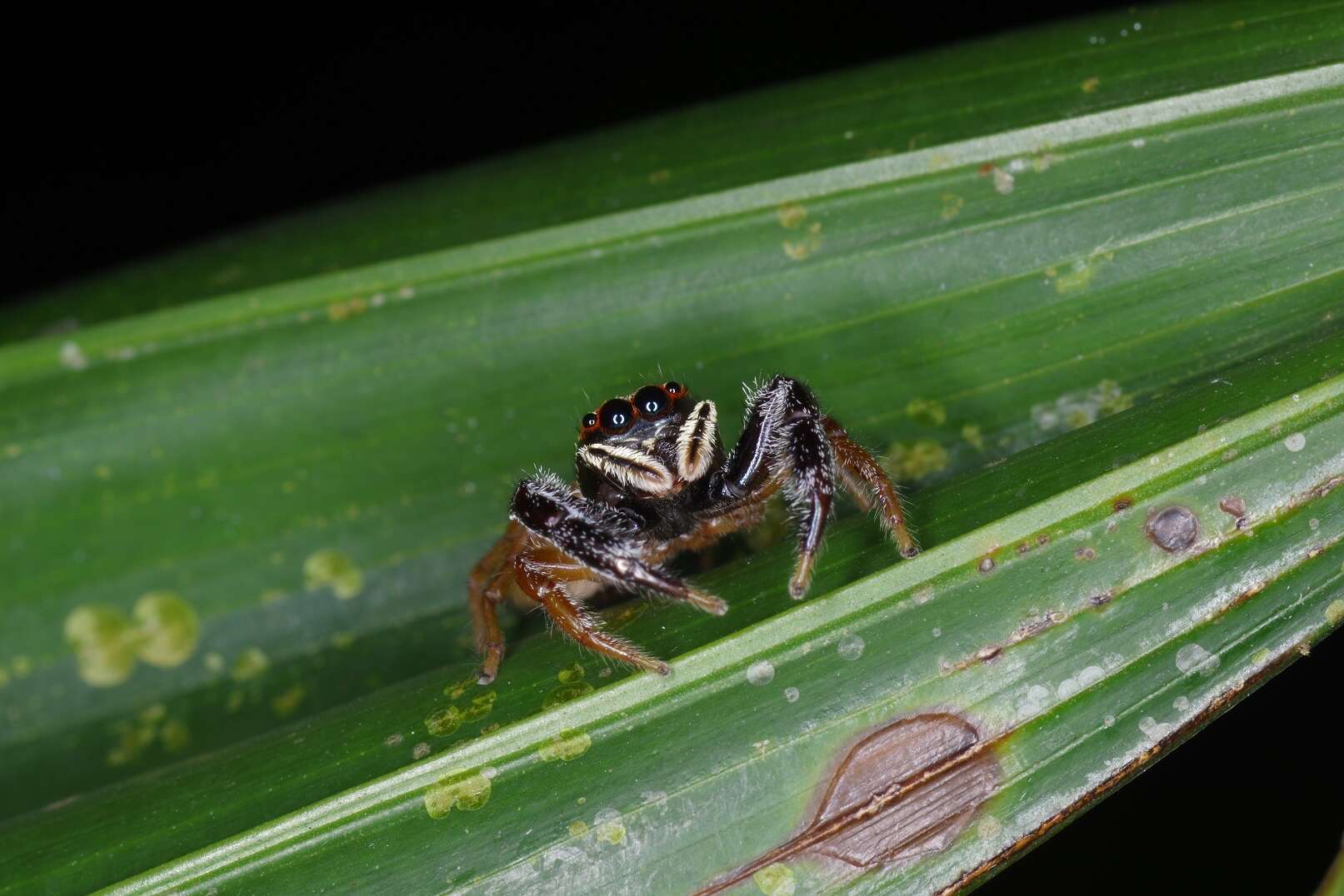 Image of Bavia sexpunctata (Doleschall 1859)