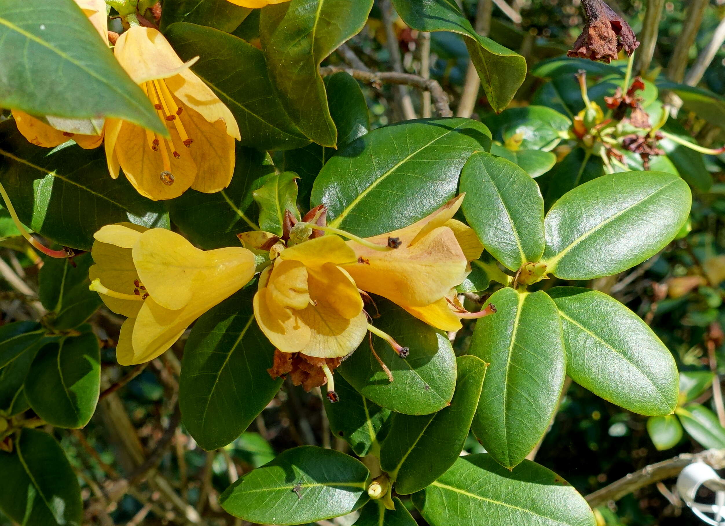 Imagem de Rhododendron cinnabarinum Hook. fil.