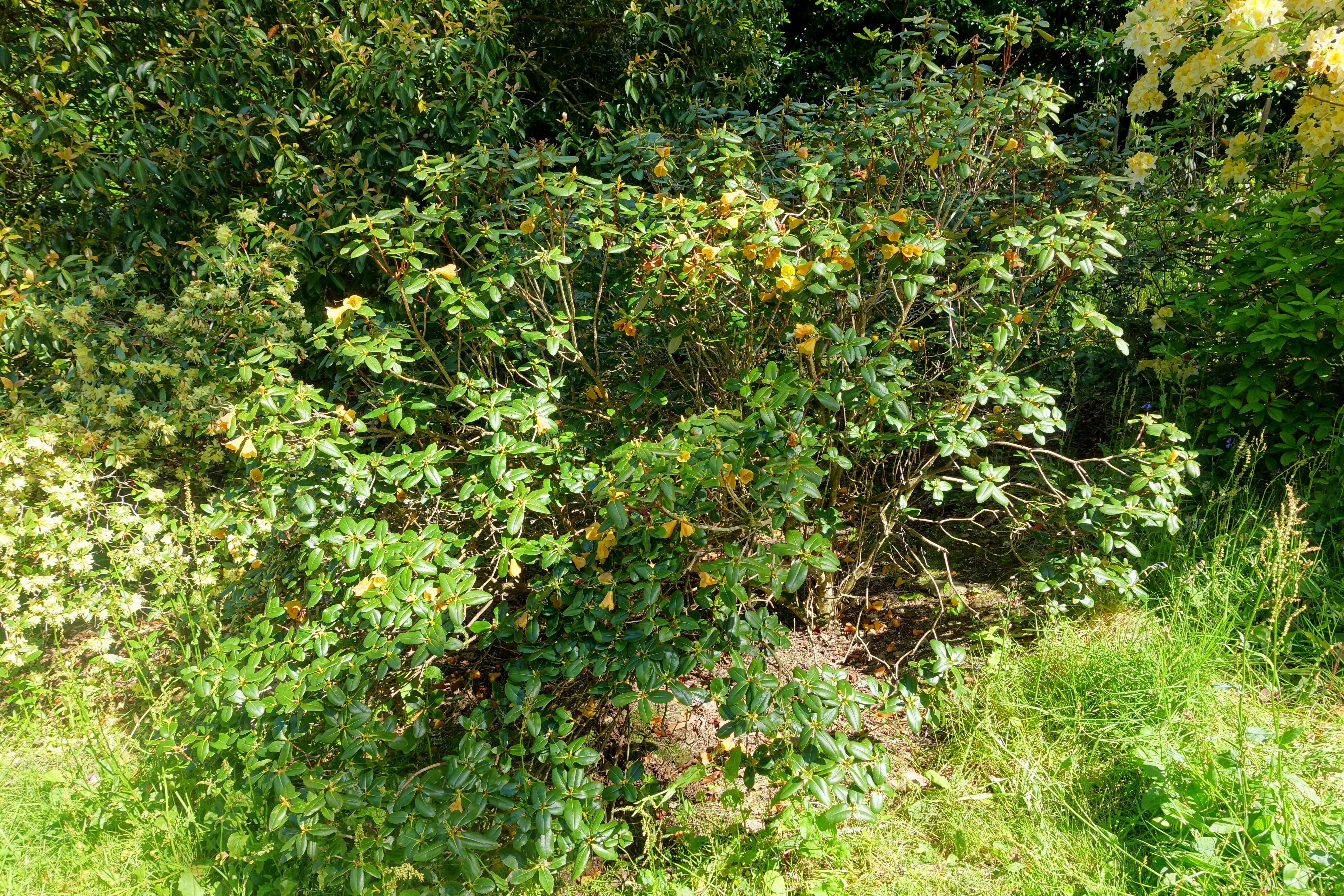 Imagem de Rhododendron cinnabarinum Hook. fil.