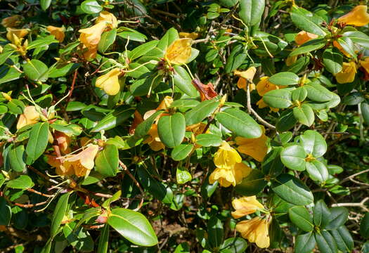 Sivun Rhododendron cinnabarinum Hook. fil. kuva