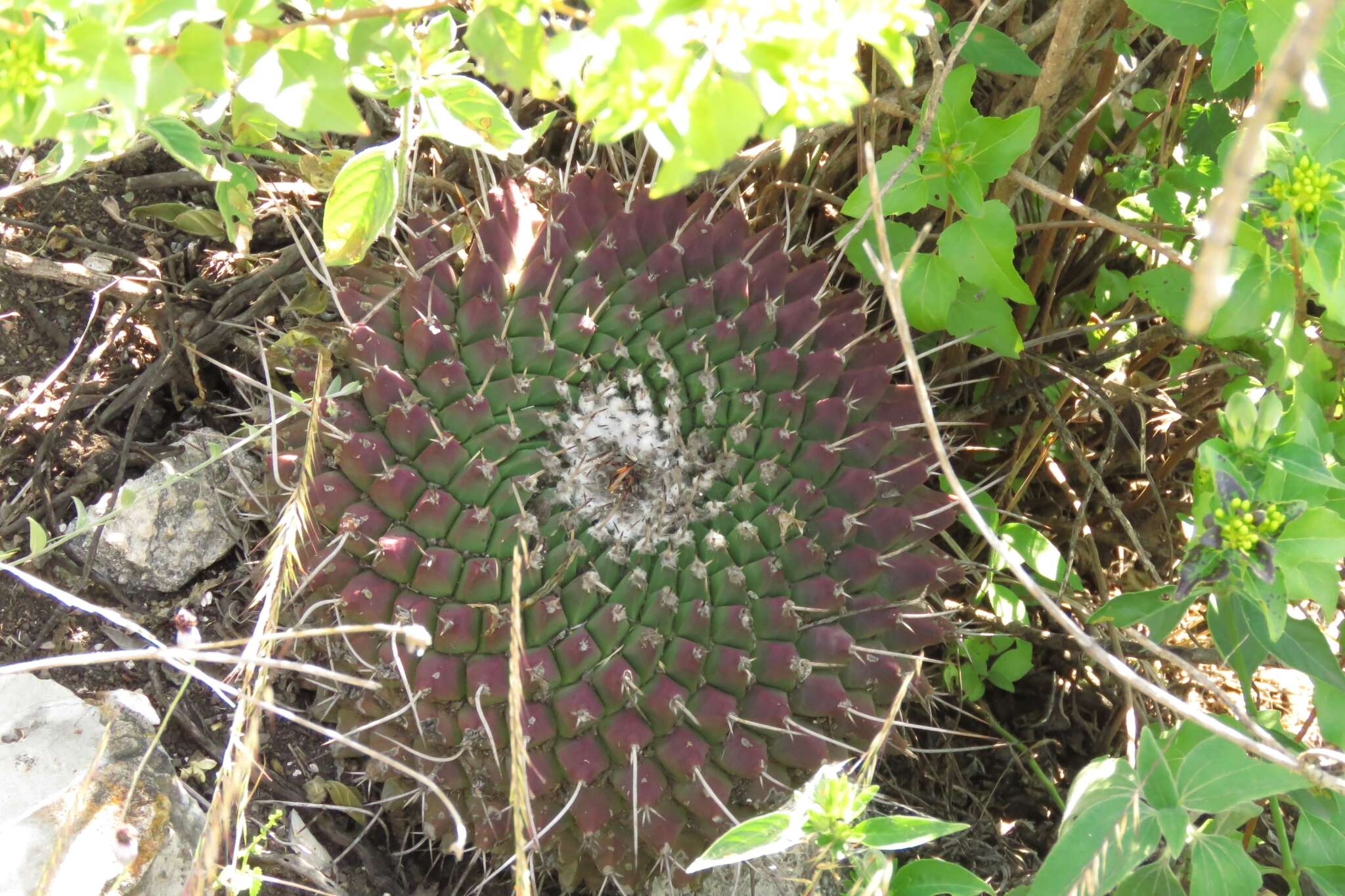 Image de Mammillaria mystax Mart.