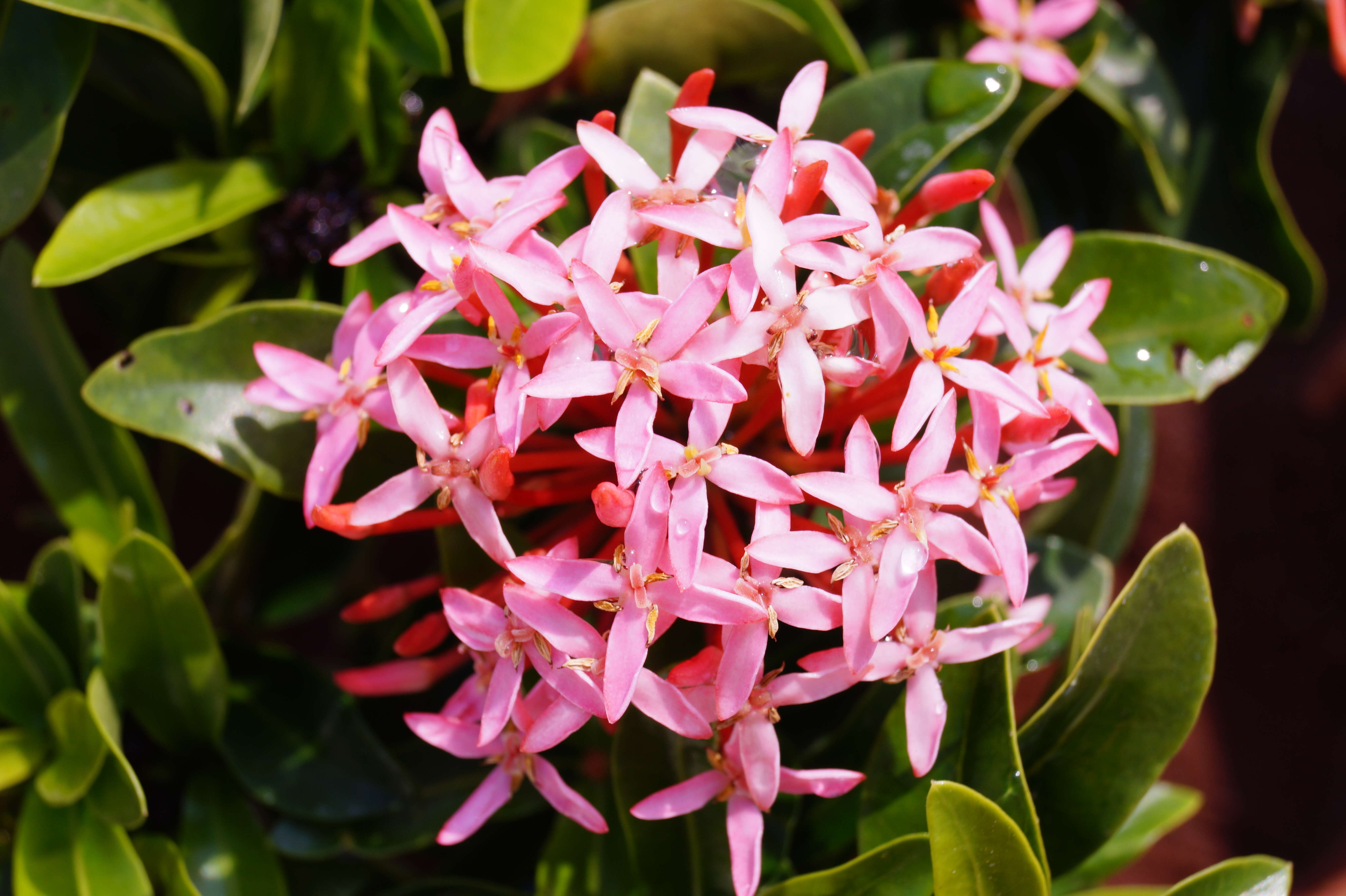 Image of ixora