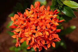 Image of ixora