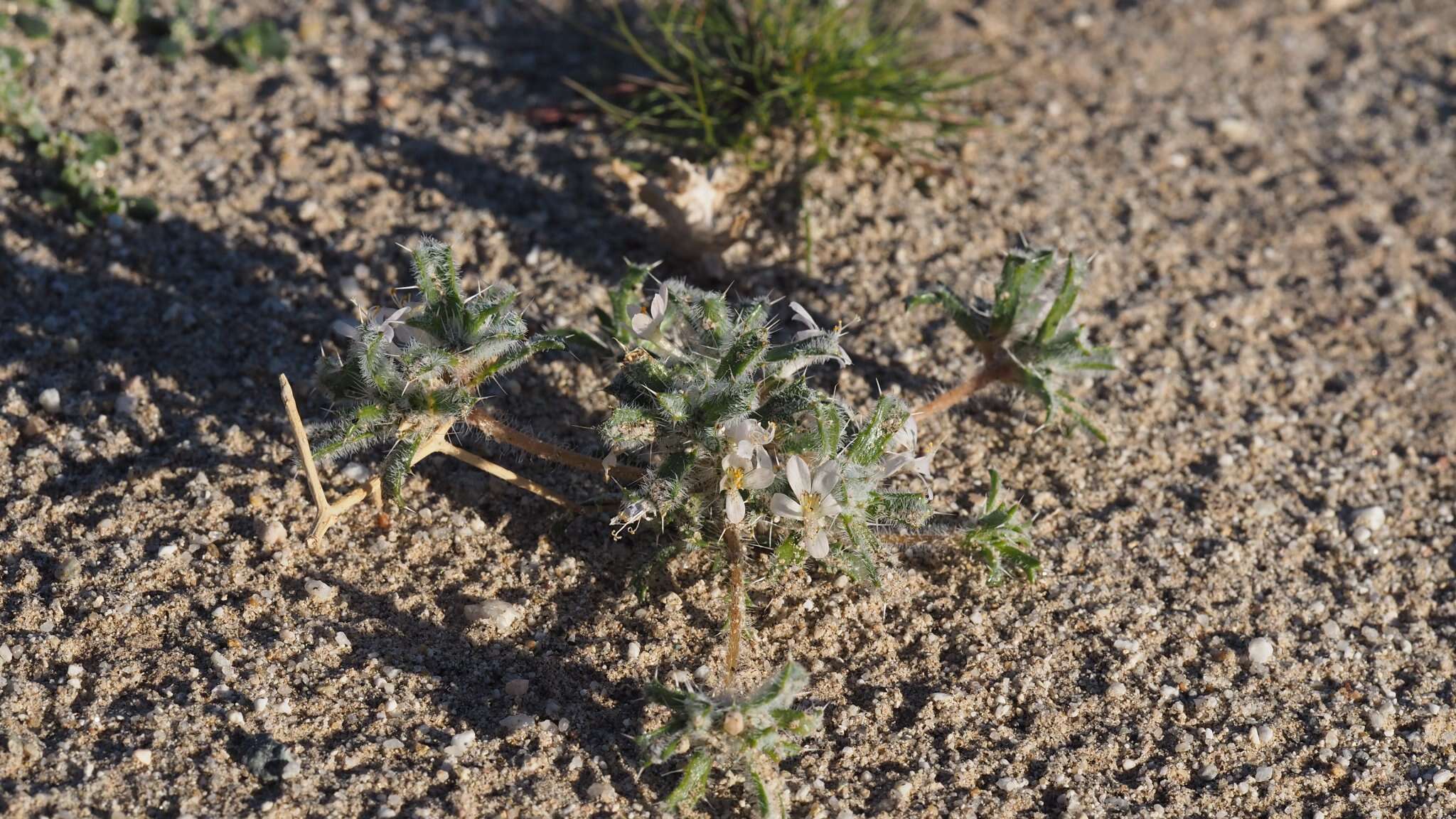 Image of Schott's calico