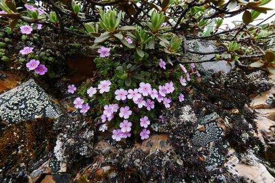 Image of Androsace delavayi Franch.