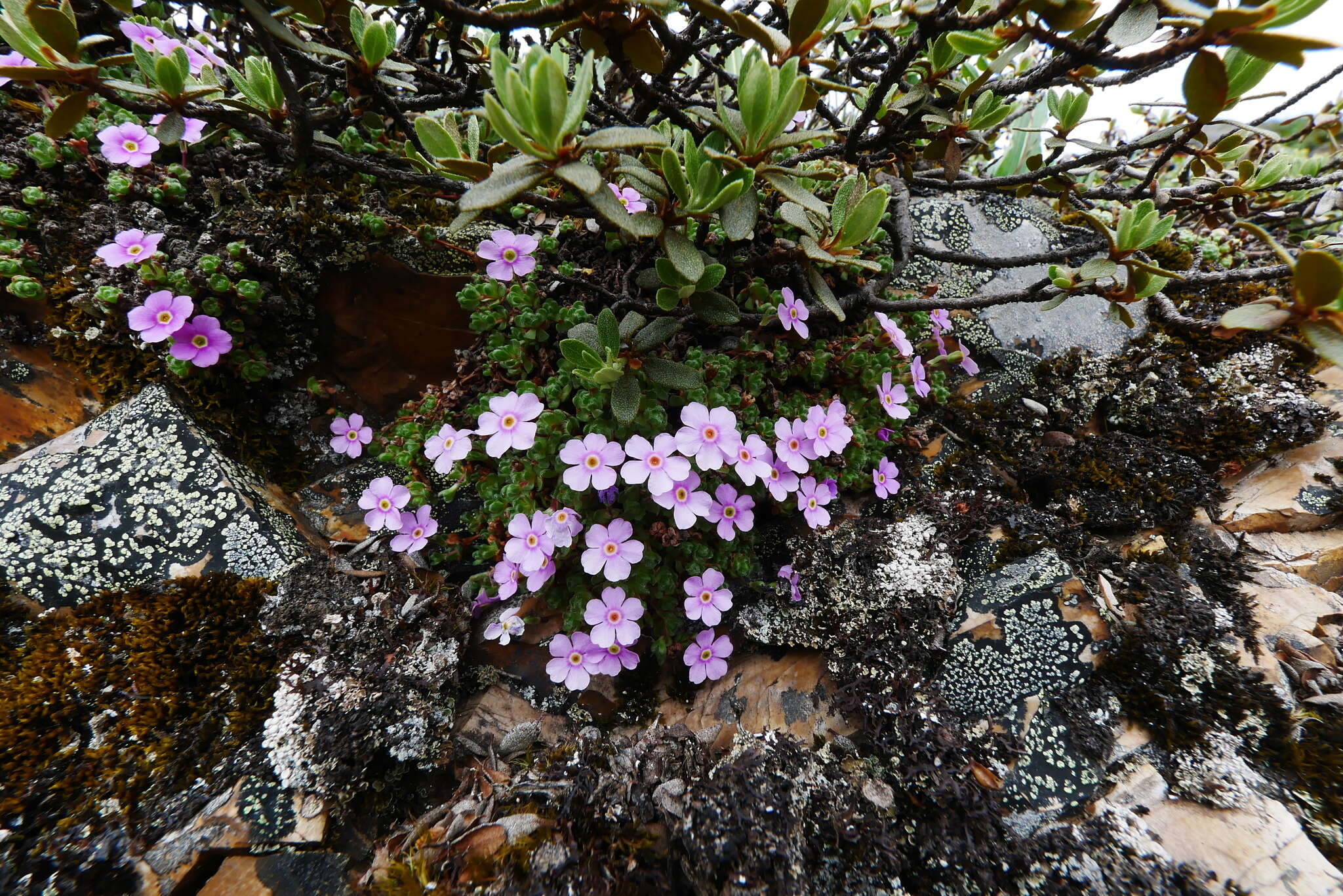 Image of Androsace delavayi Franch.