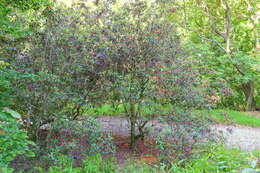 Image of Rhododendron rubiginosum Franch.