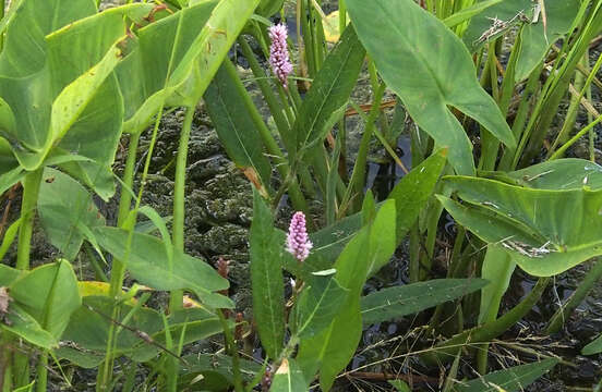 Image of water smartweed