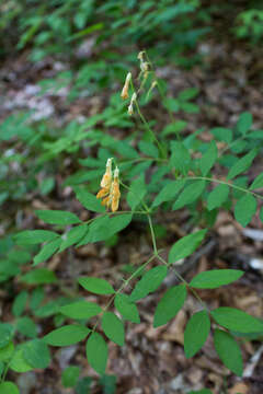 Lathyrus laevigatus subsp. occidentalis (Fisch. & C. A. Mey.) Breistr. resmi