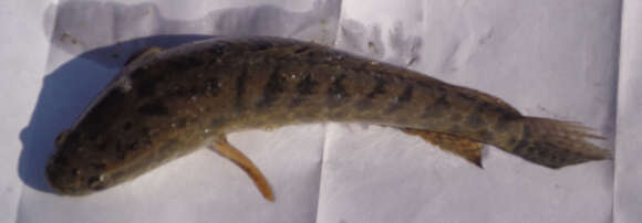 Image of Spotted snakehead