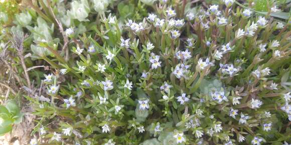 Image of Dwarf Calico-Flower