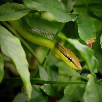 Plancia ëd Gonyosoma oxycephalum (F. Boie 1827)