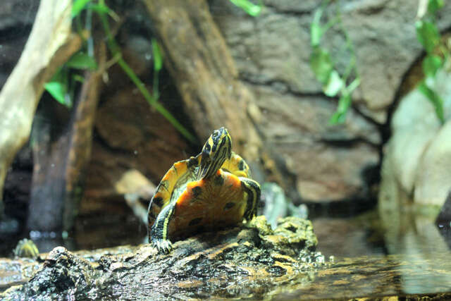 Image of yellow-bellied slider