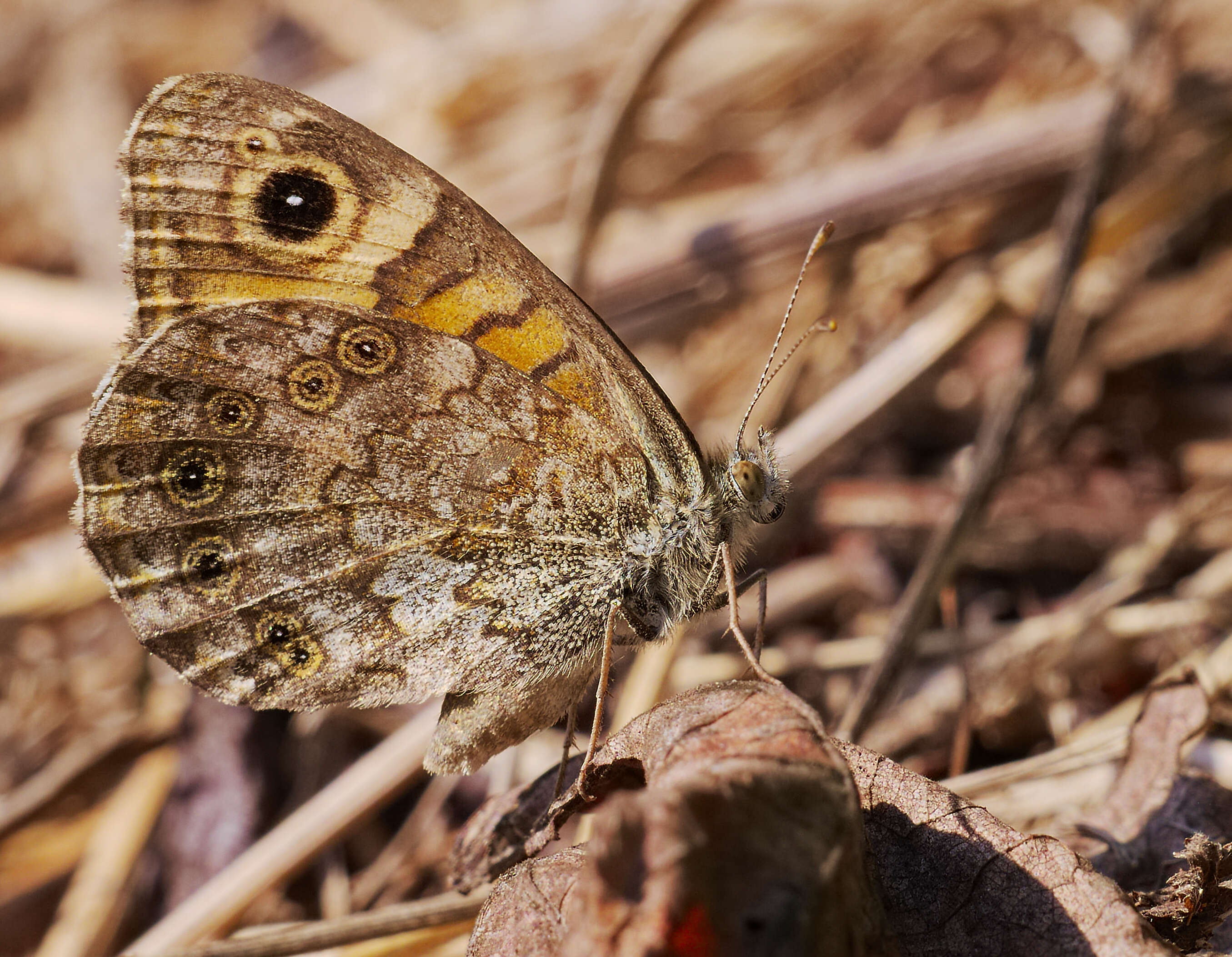 Image of Lasiommata megera