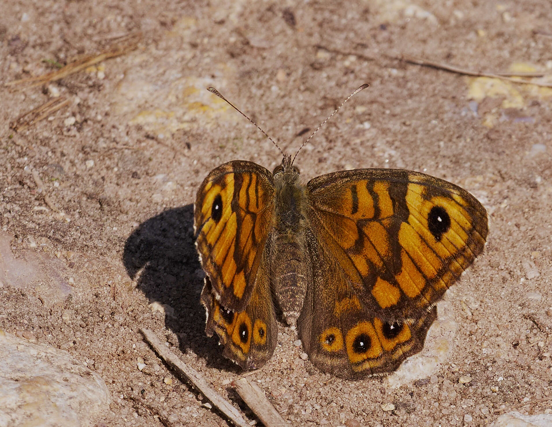 Image of Lasiommata megera