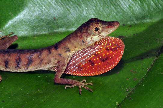 Image of Blotchbelly Anole