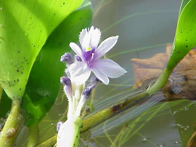 Image of anchored water hyacinth