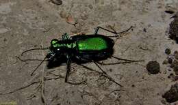 Image of Six Spotted Tiger Beetle