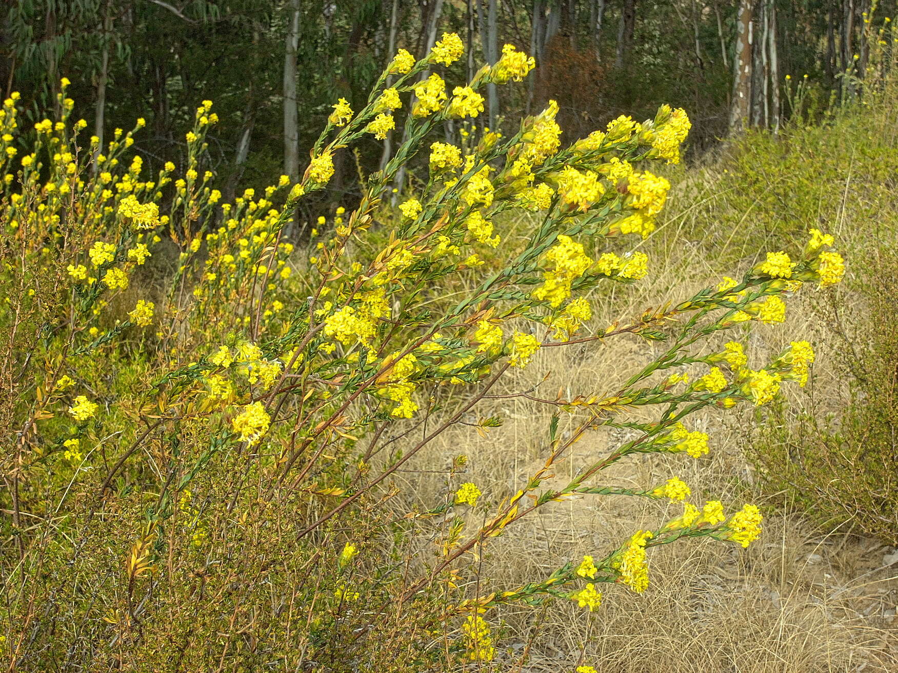 Plancia ëd Gnidia burchellii (Meissn.) Gilg