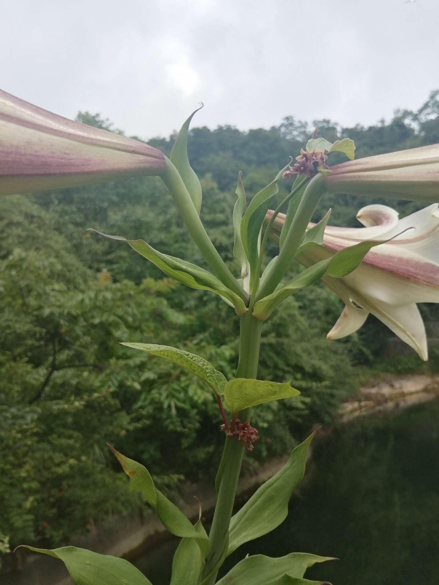 Image of Chinese Lily