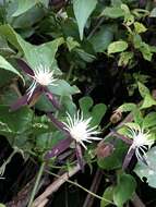 Image of Clematis tashiroi Maxim.