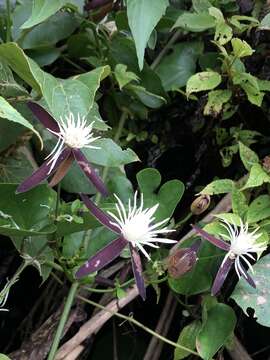 Image of Clematis tashiroi Maxim.