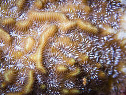 Image of lettuce coral