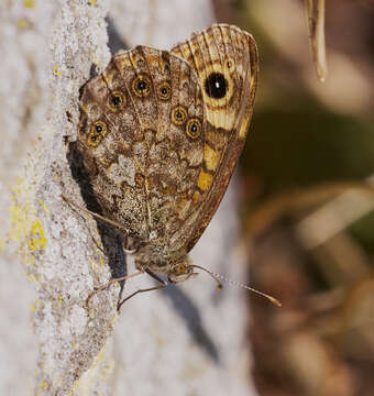 Image of Lasiommata megera