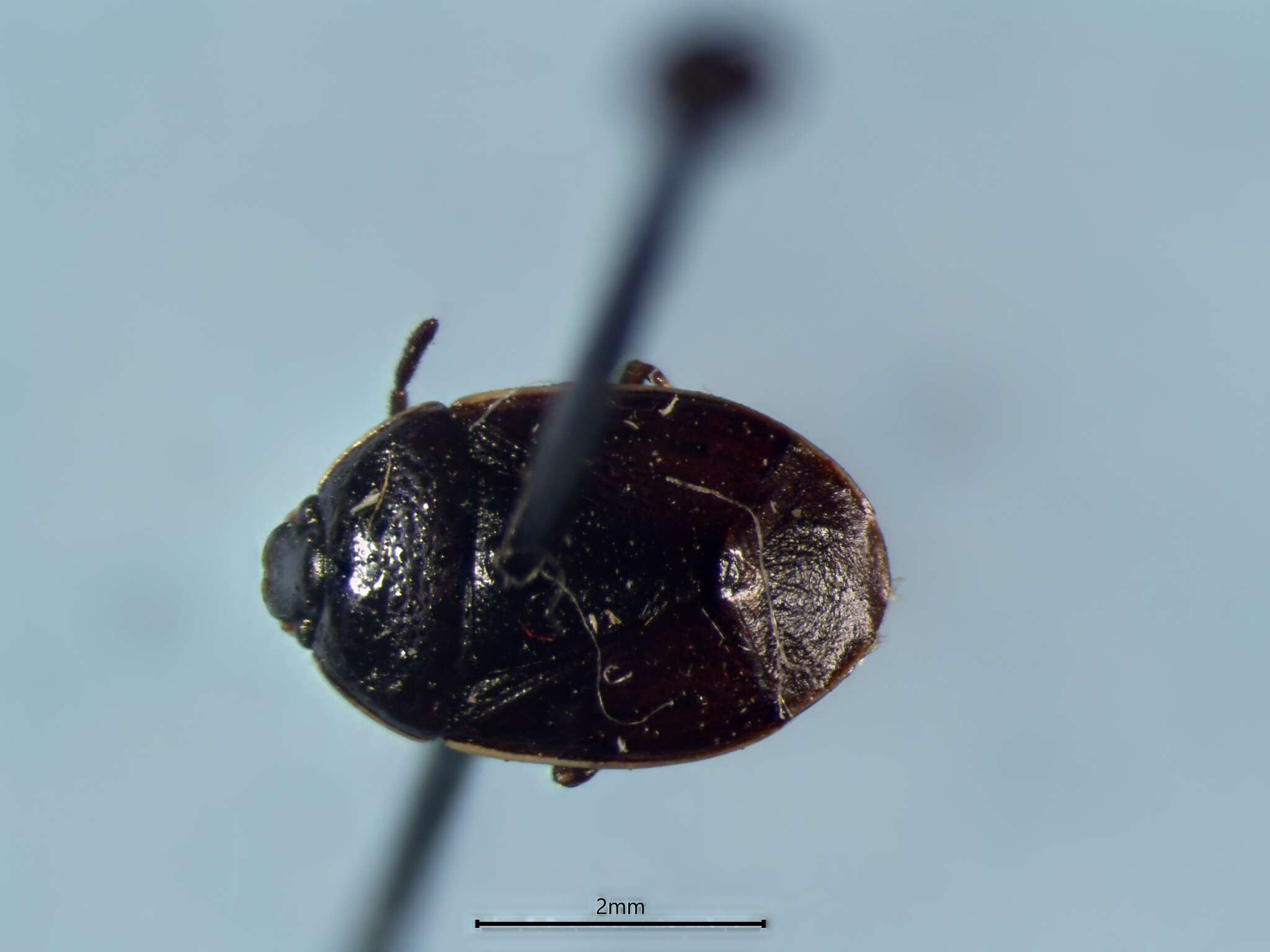 Image of Sehirus cinctus cinctus (Palisot 1811)