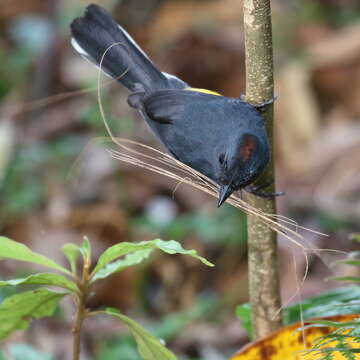 Image of Slate-throated Whitestart