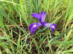 Image of bowltube iris