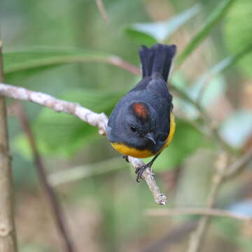 Myioborus miniatus (Swainson 1827) resmi