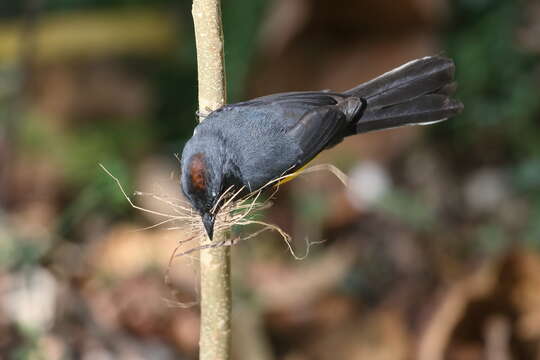 Image of Slate-throated Whitestart