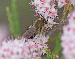 صورة Stratiomys longicornis (Scopoli 1763)