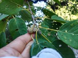 Imagem de Quercus polymorpha Schltdl. & Cham.