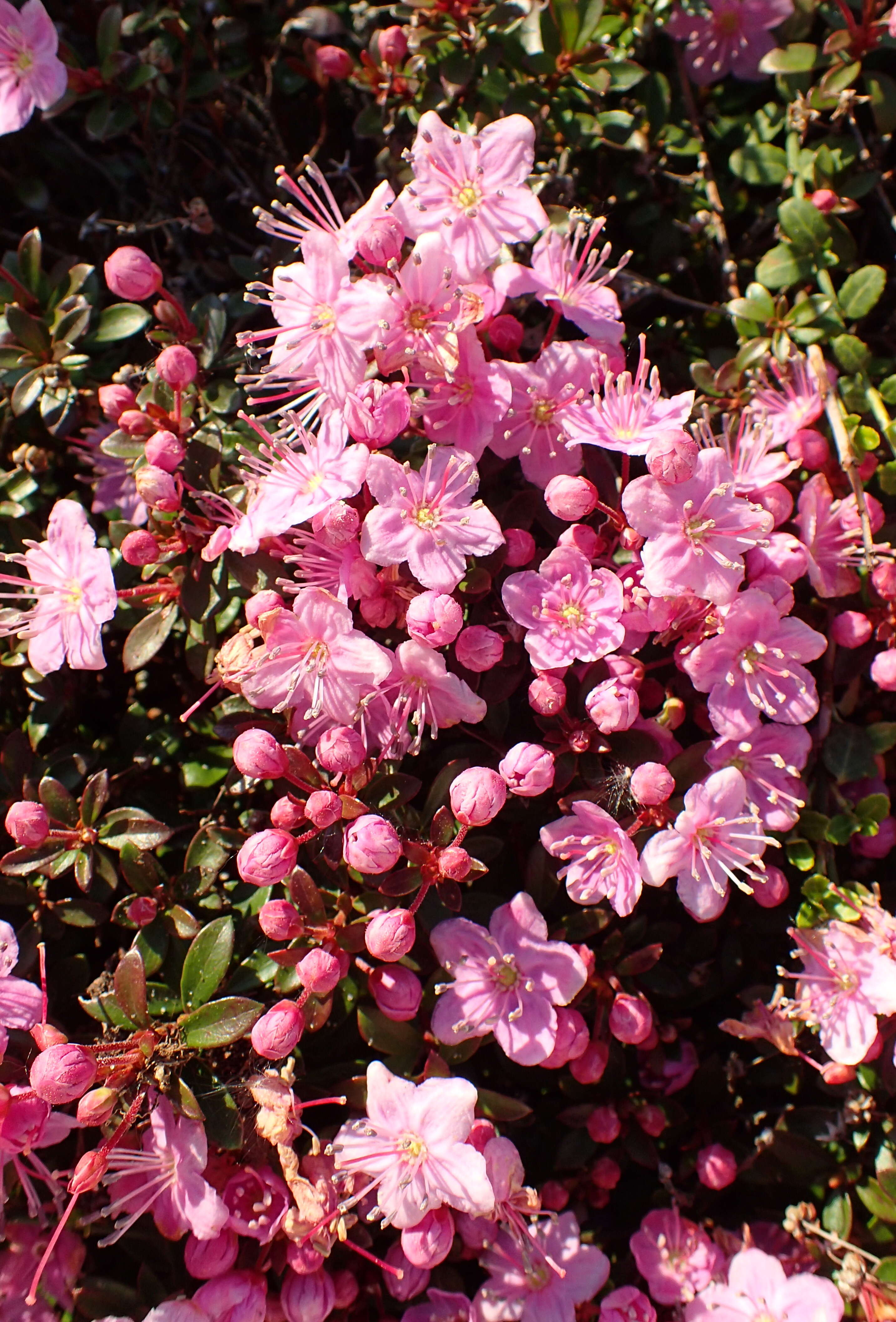 Image of North Umpqua kalmiopsis