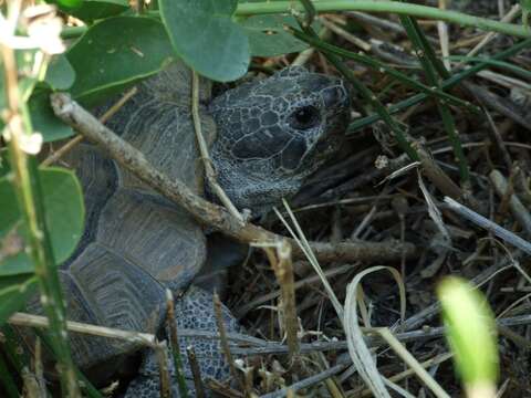 Image of Testudo graeca ibera Pallas 1814