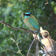 Image de Motmot de Lesson