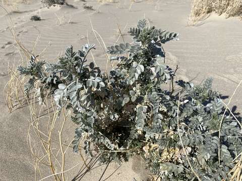 Image of freckled milkvetch