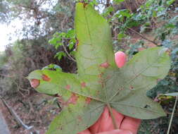 Image of Gossypioides kirkii (Mast.) Skovsted